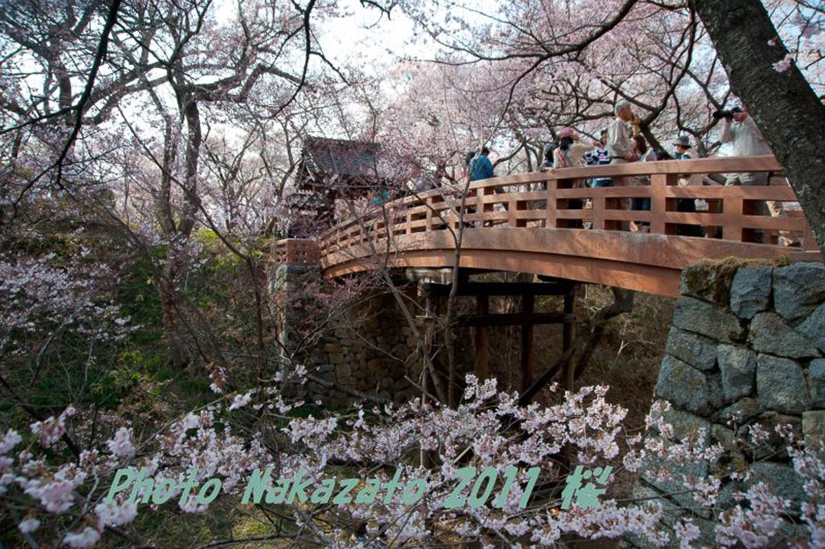 高遠の桜